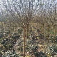 優(yōu)勢供應(yīng)紫薇、百日紅1-15供應(yīng)大量供應(yīng)、