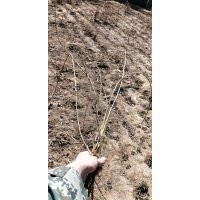 望都塔檜、迎春、紅瑞木、大葉黃楊、連翹、丁香、金葉女貞、小葉