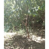 紅葉碧桃6公分20000顆，河南貨源