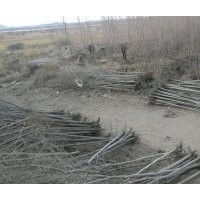 1-20cm胡楊樹苗出售價(jià)格合理求購佳選