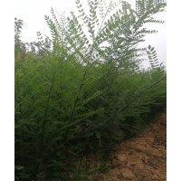 國槐苗價格，國槐苗批發(fā)，國槐苗多少錢一棵？