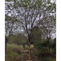 協(xié)燦苗木供應(yīng)染井吉野櫻3-28公分批量