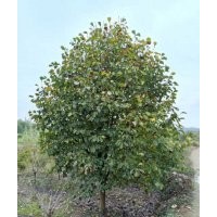 協(xié)燦苗木供應(yīng)丹桂金桂八月桂四季桂冠幅300-500公分