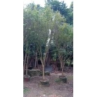 供應7-15公分雞爪槭袋苗假植苗