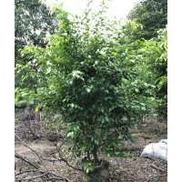 供應100-200高垂葉榕袋苗假植苗