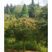 供應(yīng)精品羽毛楓櫻花紅梅紅楓雞爪槭櫸樹染井吉野櫻丹桂金桂八月桂