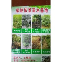 專供叢生黃櫨，烏桕，臘梅，皂角