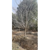 苗圃大量優(yōu)勢供應(yīng)10-30高低分支的，早櫻花！