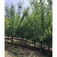 供應(yīng)精品無患子欒樹香樟羽毛楓櫻花紅梅紅楓雞爪槭桂花丹桂