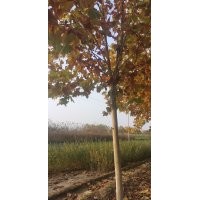 復(fù)葉槭，金葉復(fù)葉槭