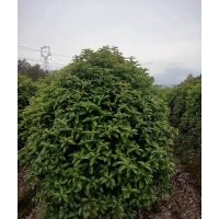 供應(yīng)染井吉野櫻丹桂羽毛楓無(wú)患子金桂紅梅紅楓雞爪槭日本紅楓