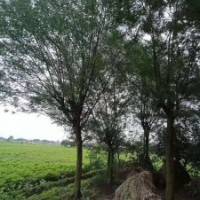 供應(yīng)四川成都合歡 基地批發(fā)價(jià)格