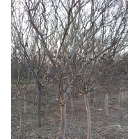 紫薇(地上30公分量徑)