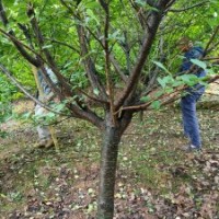 供應(yīng)無患子欒樹烏桕樂昌含笑羅漢松紅梅羽毛楓染井吉野櫻雞爪槭日