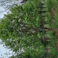 玉蘭容器苗：10－40公分紅黃白玉蘭