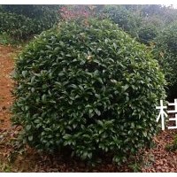 桂花球 冠,1.5—2米