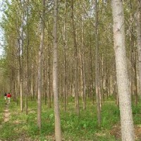 安徽胸徑12公分15公分7公分意楊價(jià)格多少