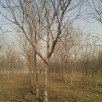 截干5年胸徑13公分18公分25公分欒樹產(chǎn)地報價