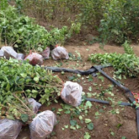 【叢生丁香】2019叢生丁香價格表_多少錢_基地_樹苗