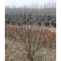 低價出售自己家的榆葉梅