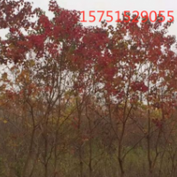 烏桕樹(shù)規(guī)格 ？ 哪里有烏桕樹(shù) 價(jià)格公道