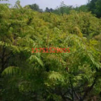 火炬樹(shù)哪里有貨源？ 2019江蘇榮慶園林低價(jià)供應(yīng)火炬樹(shù)