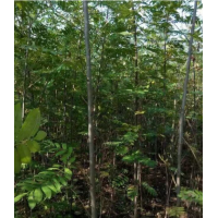 2019哪里有燕子樹貨源？ 哪里燕子樹便宜