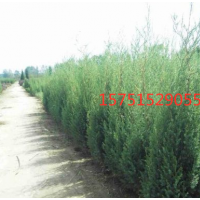 低價(jià)供應(yīng)刺松