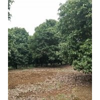 供應(yīng)精品紅楓海棠桂花紅梅櫻花3/4/5/6公分