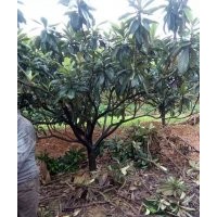 10公分枇杷批發(fā)基地 果枇杷樹價格