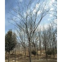 長(zhǎng)期供應(yīng)合歡 馬褂木