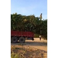 浙江15公分櫸樹價格，鎮(zhèn)江櫸樹批發(fā)，上海櫸樹行情
