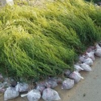 貴州1米高刺松樹苗報價