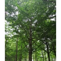 常年供應(yīng)：1-60公分銀杏實生樹嫁接樹