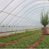 山東鹽松，山東檉柳，山東白蠟