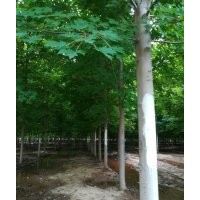 鑫淼園林：美國紅楓秋火焰,金葉復(fù)葉槭,北美海棠