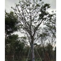 出售5-30公分光棍、骨架、全冠鳳凰木