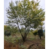 供應(yīng)精品羽毛楓染井吉野櫻丹桂金桂紅梅紅楓雞爪槭櫸樹無患子欒樹