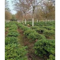 長期大量供應(yīng)香樟15一30公分,合歡9一16公分,櫸樹5一18公分