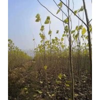 無絮楊樹哪里有 無絮楊樹啥品種生長的最快 無絮楊樹苗價格