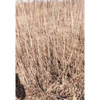 基地直供：丁香