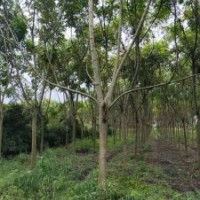 供應(yīng)四川成都獨(dú)桿欒樹 叢生欒樹 基地批發(fā)價(jià)格