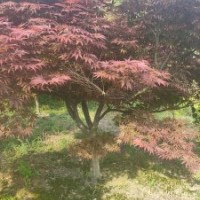 供應(yīng)叢生紫薇紅梅紅楓雞爪槭桂花羽毛楓染井吉野櫻