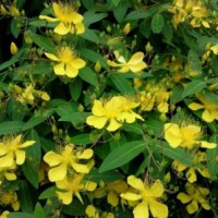 江蘇大量供應(yīng)金絲梅 金絲梅苗圃直銷