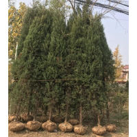 刺柏哪里有貨源？