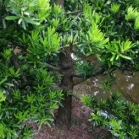 出售臺(tái)灣羅漢松