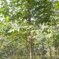 供應(yīng)8公分10公分13公分七葉樹現(xiàn)在報(bào)價(jià)多少