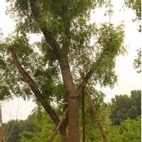 安徽原生13公分15公分26公分黃連木產(chǎn)地報價