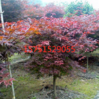江蘇哪里有紅楓?哪里有紅楓 低價(jià)供應(yīng)
