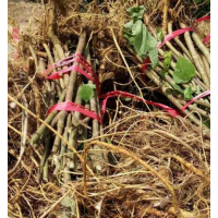 哪里有構(gòu)樹(shù) 低價(jià)供應(yīng)構(gòu)樹(shù) 2019構(gòu)樹(shù)價(jià)格